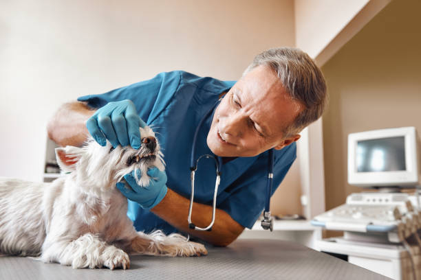 Best Emergency Dental Care for Trauma or Injury in Carrizozo, NM